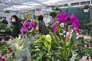 さまざまなランが並び、春めいた雰囲気の園芸ハウス＝伊那市の産直市場グリーンファームで