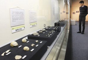 貝などの殻を持った生物の化石がずらりと並ぶ会場＝富山市科学博物館で