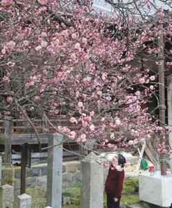 見頃を迎えた「八房の梅」＝関ケ原町今須の聖蓮寺で