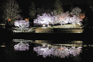 ライトアップされた夜桜＝美濃加茂市下米田町で