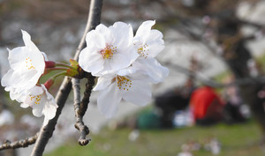 岡崎公園周辺で咲くソメイヨシノ＝岡崎市康生町で