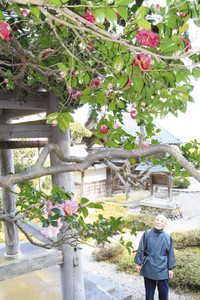 赤やピンク色の花を咲かせる五色ツバキ＝小浜市金屋の万徳寺で
