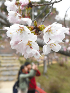 春の陽気に誘われ開花したソメイヨシノ＝津市広明町の津偕楽公園で