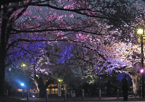 ライトアップされ、日中とは違った魅力を見せる桜＝富山市五福の県五福公園で