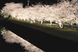 白色の明かりに照らされ、幻想的な雰囲気を醸し出す桜並木＝穴水町川島で