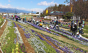 なだらかな丘に花を植える子どもたち＝松本市の信州スカイパーク「北アルプスと花の丘」で