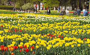 春の日差しを浴びて園内を彩る色とりどりのチューリップ＝砺波市の砺波チューリップ公園で