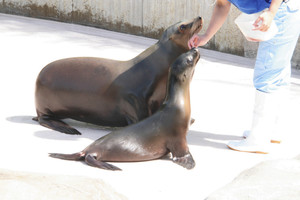 母親のショコラ（左）と一緒に餌をもらう赤ちゃんアシカ＝いしかわ動物園で