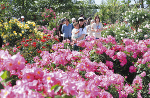 初夏の日差しを浴び咲き誇る、色とりどりのバラ＝彦根市の庄堺公園で