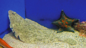 魚津水族館が初めて確認、展示したガンゾウビラメ＝魚津市で