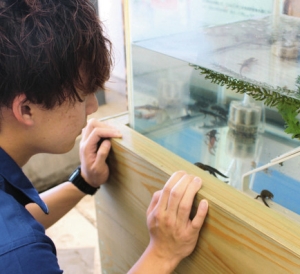 イモリの動きを確認する田中さん＝鳥羽市鳥羽３の鳥羽水族館で