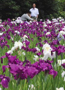 鮮やかに咲き誇るハナショウブ＝滑川市上小泉の行田公園で