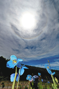 日暈ができた空の下、美しい青い花を咲かせるケシ＝大鹿村の中村農園で