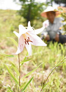 淡い色の花を咲かせたササユリ＝泰阜村のあいパークやすおかで
