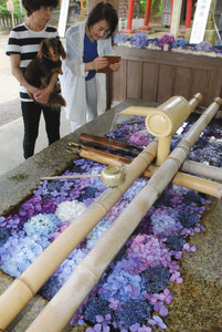 花手水を楽しむ参拝者＝輪島市河井町の重蔵神社で
