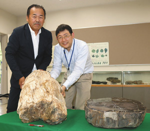 ブナの化石に触る遠山さん（左）と安藤学芸員＝瑞浪市明世町戸狩の化石博物館で