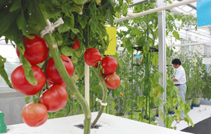 １０種類のトマトが見られる展示ハウス内
