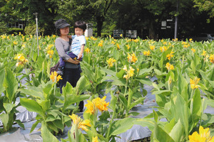 一面に広がる黄色のカンナを楽しむ親子連れ＝砺波市花園町で