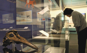 イルカの骨とみられるが、てんぐの頭鼻骨として伝わってきた資料＝立山町芦峅寺の立山博物館で
