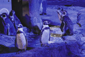 青色の光に照らされたペンギンたち＝名古屋市千種区の東山動植物園で