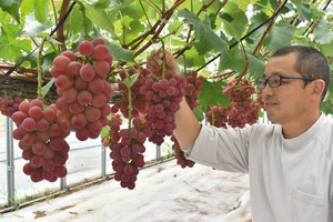 赤く色づいた若狭ふじの出来栄えを見る永野さん＝高浜町鎌倉の永野農園で