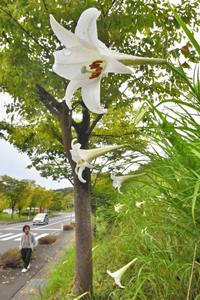 水滴をまとって木陰で涼しげに咲くタカサゴユリ＝福井市真栗町で