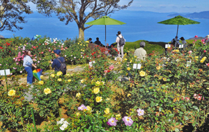 真っ青な日本海を背に色鮮やかに咲くバラ＝レインボーライン山頂公園で