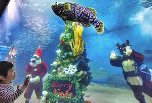 大水槽の中に登場したクリスマスツリーやサンタクロースとトナカイ姿のスタッフに大喜びの子ども＝坂井市の越前松島水族館で