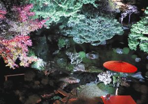 オープニングセレモニーでライトアップされた庭園＝大津市坂本の旧竹林院で