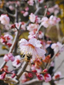 梅林で開花しているコウトウジ＝高岡古城公園で