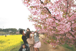 満開を迎えた河津桜と菜の花を楽しむ見物客