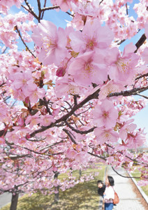 ピンク色の花が見頃を迎えた河津桜＝名古屋市港区の戸田川緑地で