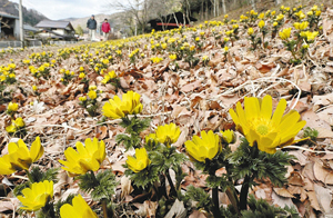 見頃を迎え、国道１９号沿いで黄色の花を咲かせるフクジュソウ＝木祖村菅で
