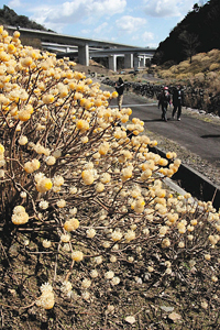 淡い黄色の花を咲かせるミツマタ＝亀山市安坂山町で