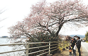 見附島（左奥）と海を背に見頃を迎えた「谷崎の桜」＝珠洲市上戸町で