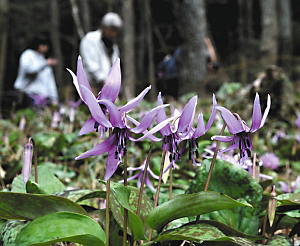 紫色のかれんな花を咲かせるカタクリ＝関市武芸川町宇多院で