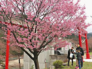八分咲きのヨウコウを眺める来場者＝砺波市の庄川水記念公園で