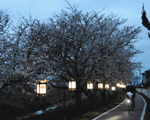 満開間近となった桜並木を美しく照らすぼんぼり＝近江八幡市白鳥町で