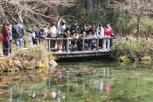 モネの池で写真を撮る人たち＝いずれも岐阜県関市で