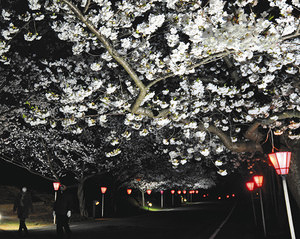 ライトアップされた遊歩道のソメイヨシノ＝能登町上町の柳田植物公園で