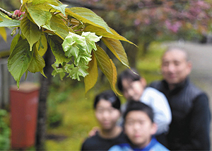 淡い緑色の花を付けた御衣黄桜＝伊賀市富永の新大仏寺で