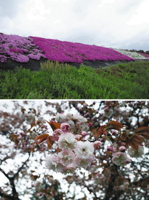 （上）森下川の土手を彩るシバザクラ　 （下）シバザクラの対岸に咲くヤエザクラ＝いずれも金沢市北森本町で