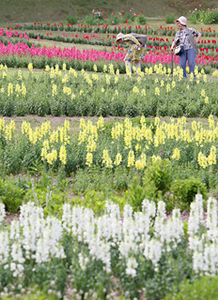 カラフルな色の花を咲かせるキンギョソウ＝安曇野市の国営アルプスあづみの公園堀金・穂高地区で