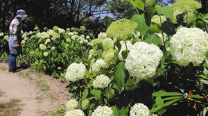 白い花を咲かせているアナベル＝松阪市の松阪農業公園ベルファームで