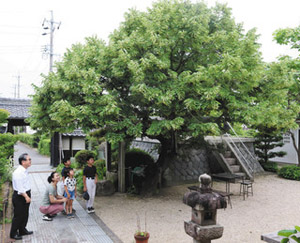 強い日差しに緑陰が涼しげな菩提樹＝鈴鹿市木田町の光明寺で