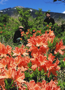 鮮やかな花を咲かせるレンゲツツジ＝高山市高根町の無印良品南乗鞍キャンプ場で
