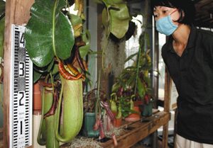 大きな捕虫袋を持つウツボカズラの仲間などを並べた食虫植物展＝富山市婦中町上轡田の県中央植物園で