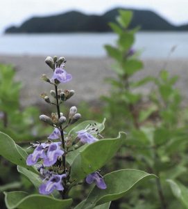 青紫色の花を咲かせたハマゴウ＝紀北町三浦で