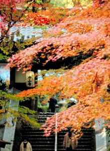 境内を色鮮やかに染めるモミジ＝４日午後、袋井市村松の油山寺で（袴田貴資撮影）