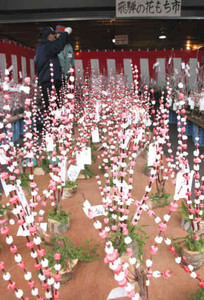 市場にずらりと並んだ花もち＝高山市問屋町の市公設地方卸売市場で